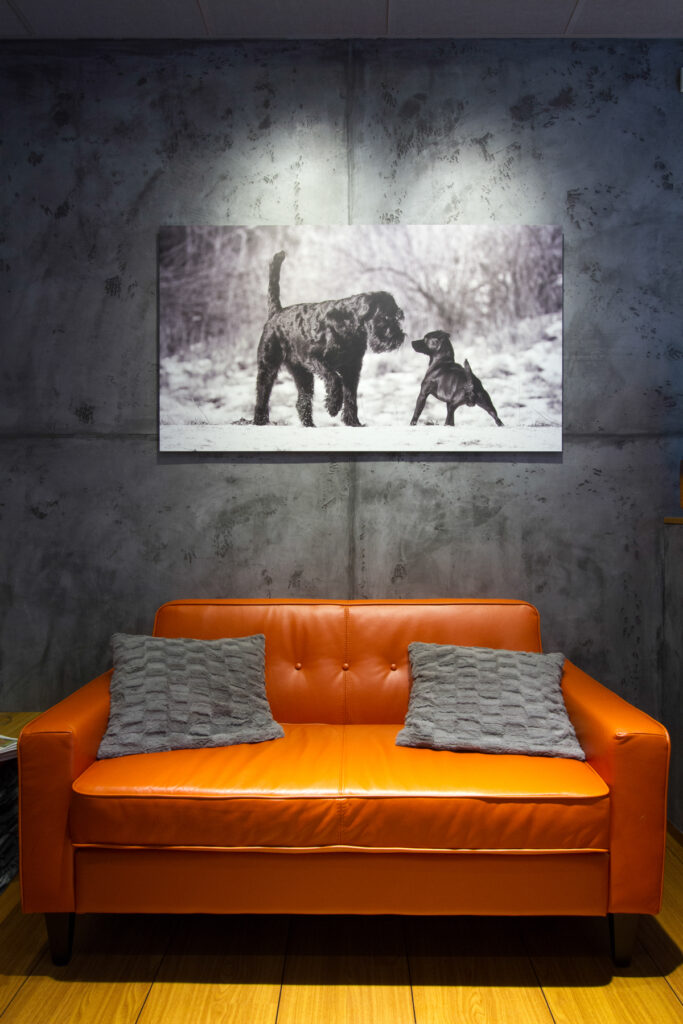 Ein orangefarbenes Sofa steht vor einer Wand in Betonoptik, die mit einem Bild von zwei Hunden dekoriert ist.